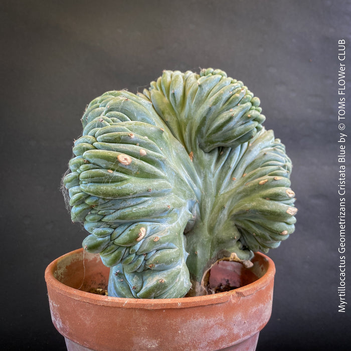 Calliandra Surinamensis Dixie Pink - Powderpuff Tree, organically grown tropical plants for sale at TOMs FLOWer CLUB.