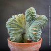 Myrtillocactus Geometrizans Cristata Blue, organically grown succulent plants for sale at TOMs FLOWer CLUB.