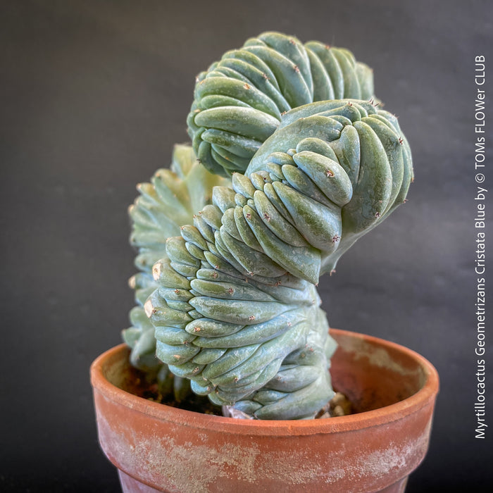 Myrtillocactus Geometrizans Cristata Blue, organically grown succulent plants for sale at TOMs FLOWer CLUB.