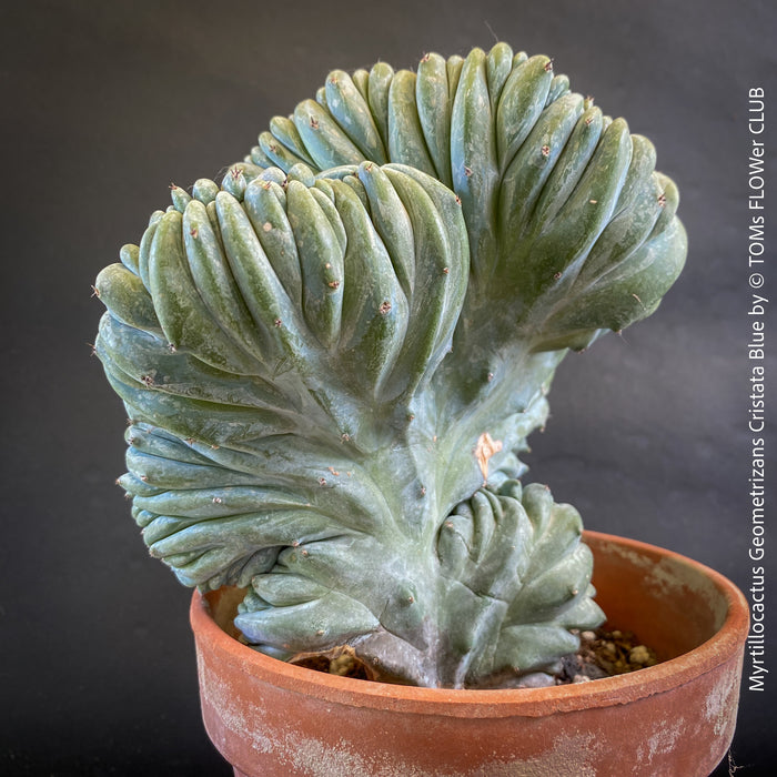 Myrtillocactus Geometrizans Cristata Blue, organically grown succulent plants for sale at TOMs FLOWer CLUB.