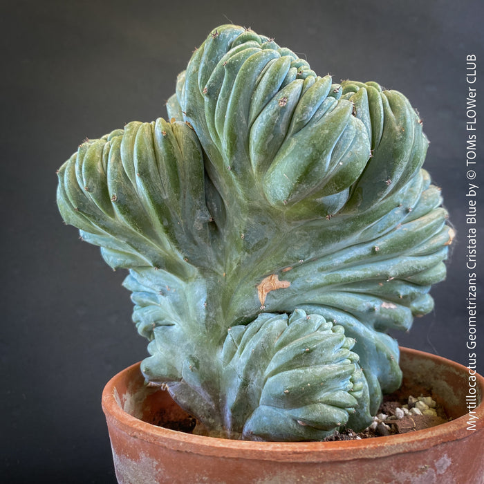 Myrtillocactus Geometrizans Cristata Blue, organically grown succulent plants for sale at TOMs FLOWer CLUB.