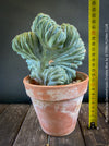 Myrtillocactus Geometrizans Cristata Blue, organically grown succulent plants for sale at TOMs FLOWer CLUB.