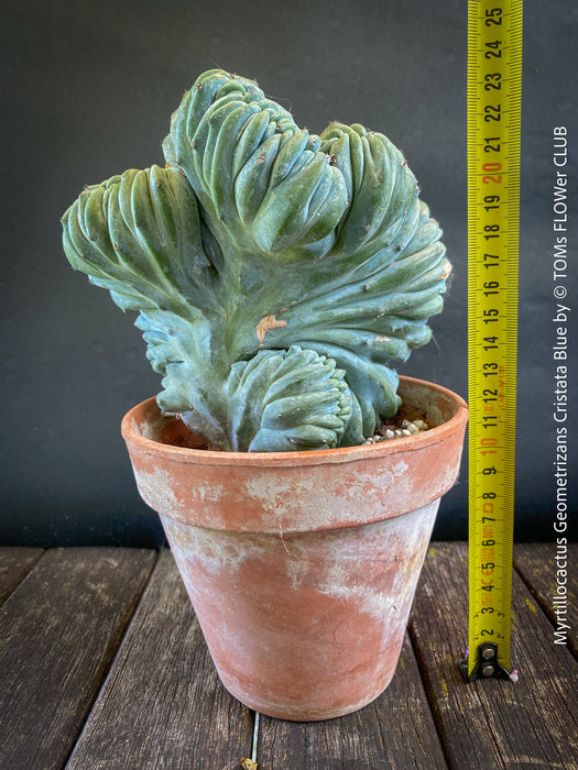 Myrtillocactus Geometrizans Cristata Blue, organically grown succulent plants for sale at TOMs FLOWer CLUB.