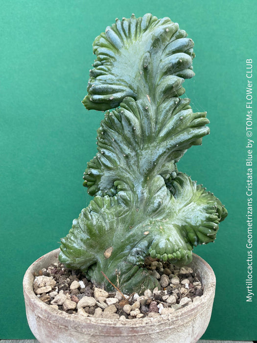 Myrtillocactus Geometrizans Cristata Blue, organically grown succulent plants for sale at TOMs FLOWer CLUB, Myrtillocactus Geometrizans Cristata Crested Blue Myrtle Cactus Rare cactus varieties Succulent plants Ornamental cactus Cactus for indoor gardening Unusual cactus shapes How to care for Myrtillocactus Geometrizans Cristata Growing cacti Desert plants.