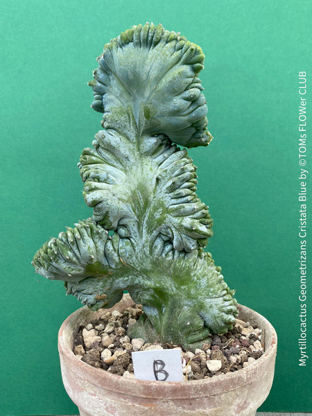 Myrtillocactus Geometrizans Cristata Blue, organically grown succulent plants for sale at TOMs FLOWer CLUB, Myrtillocactus Geometrizans Cristata Crested Blue Myrtle Cactus Rare cactus varieties Succulent plants Ornamental cactus Cactus for indoor gardening Unusual cactus shapes How to care for Myrtillocactus Geometrizans Cristata Growing cacti Desert plants.