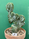 Myrtillocactus Geometrizans Cristata Blue, organically grown succulent plants for sale at TOMs FLOWer CLUB, Myrtillocactus Geometrizans Cristata Crested Blue Myrtle Cactus Rare cactus varieties Succulent plants Ornamental cactus Cactus for indoor gardening Unusual cactus shapes How to care for Myrtillocactus Geometrizans Cristata Growing cacti Desert plants.