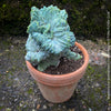 Myrtillocactus Geometrizans Cristata Blue, organically grown succulent plants for sale at TOMs FLOWer CLUB, Myrtillocactus Geometrizans Cristata Crested Blue Myrtle Cactus Rare cactus varieties Succulent plants Ornamental cactus Cactus for indoor gardening Unusual cactus shapes How to care for Myrtillocactus Geometrizans Cristata Growing cacti Desert plants.