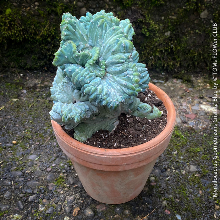 Myrtillocactus Geometrizans Cristata Blue, organically grown succulent plants for sale at TOMs FLOWer CLUB, Myrtillocactus Geometrizans Cristata Crested Blue Myrtle Cactus Rare cactus varieties Succulent plants Ornamental cactus Cactus for indoor gardening Unusual cactus shapes How to care for Myrtillocactus Geometrizans Cristata Growing cacti Desert plants.