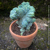 Myrtillocactus Geometrizans Cristata Blue, organically grown succulent plants for sale at TOMs FLOWer CLUB, Myrtillocactus Geometrizans Cristata Crested Blue Myrtle Cactus Rare cactus varieties Succulent plants Ornamental cactus Cactus for indoor gardening Unusual cactus shapes How to care for Myrtillocactus Geometrizans Cristata Growing cacti Desert plants.