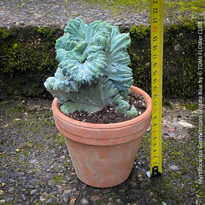 Myrtillocactus Geometrizans Cristata Blue, organically grown succulent plants for sale at TOMs FLOWer CLUB, Myrtillocactus Geometrizans Cristata Crested Blue Myrtle Cactus Rare cactus varieties Succulent plants Ornamental cactus Cactus for indoor gardening Unusual cactus shapes How to care for Myrtillocactus Geometrizans Cristata Growing cacti Desert plants.