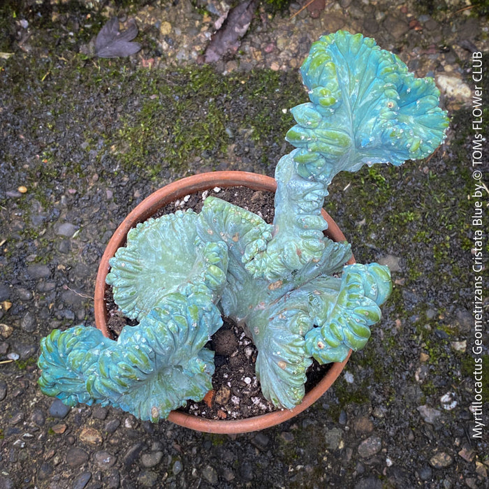 Myrtillocactus Geometrizans Cristata Blue, organically grown succulent plants for sale at TOMs FLOWer CLUB, Myrtillocactus Geometrizans Cristata Crested Blue Myrtle Cactus Rare cactus varieties Succulent plants Ornamental cactus Cactus for indoor gardening Unusual cactus shapes How to care for Myrtillocactus Geometrizans Cristata Growing cacti Desert plants.