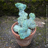 Myrtillocactus Geometrizans Cristata Blue, organically grown succulent plants for sale at TOMs FLOWer CLUB, Myrtillocactus Geometrizans Cristata Crested Blue Myrtle Cactus Rare cactus varieties Succulent plants Ornamental cactus Cactus for indoor gardening Unusual cactus shapes How to care for Myrtillocactus Geometrizans Cristata Growing cacti Desert plants.