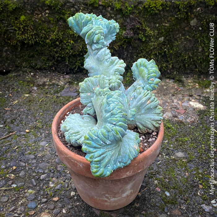 Myrtillocactus Geometrizans Cristata Blue, organically grown succulent plants for sale at TOMs FLOWer CLUB, Myrtillocactus Geometrizans Cristata Crested Blue Myrtle Cactus Rare cactus varieties Succulent plants Ornamental cactus Cactus for indoor gardening Unusual cactus shapes How to care for Myrtillocactus Geometrizans Cristata Growing cacti Desert plants.