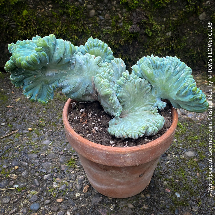 Myrtillocactus Geometrizans Cristata Blue, organically grown succulent plants for sale at TOMs FLOWer CLUB, Myrtillocactus Geometrizans Cristata Crested Blue Myrtle Cactus Rare cactus varieties Succulent plants Ornamental cactus Cactus for indoor gardening Unusual cactus shapes How to care for Myrtillocactus Geometrizans Cristata Growing cacti Desert plants.