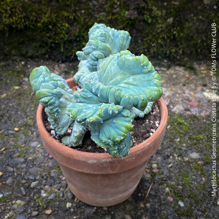 Myrtillocactus Geometrizans Cristata Blue, organically grown succulent plants for sale at TOMs FLOWer CLUB, Myrtillocactus Geometrizans Cristata Crested Blue Myrtle Cactus Rare cactus varieties Succulent plants Ornamental cactus Cactus for indoor gardening Unusual cactus shapes How to care for Myrtillocactus Geometrizans Cristata Growing cacti Desert plants.