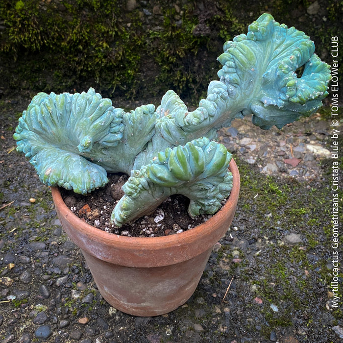 Myrtillocactus Geometrizans Cristata Blue, organically grown succulent plants for sale at TOMs FLOWer CLUB, Myrtillocactus Geometrizans Cristata Crested Blue Myrtle Cactus Rare cactus varieties Succulent plants Ornamental cactus Cactus for indoor gardening Unusual cactus shapes How to care for Myrtillocactus Geometrizans Cristata Growing cacti Desert plants.