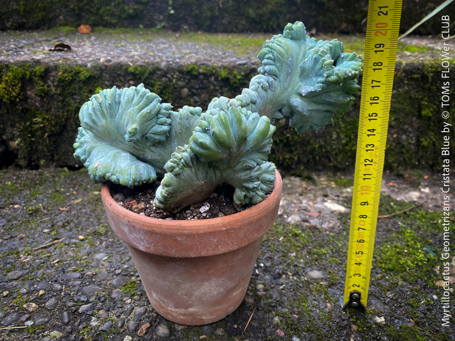 Myrtillocactus Geometrizans Cristata Blue, organically grown succulent plants for sale at TOMs FLOWer CLUB, Myrtillocactus Geometrizans Cristata Crested Blue Myrtle Cactus Rare cactus varieties Succulent plants Ornamental cactus Cactus for indoor gardening Unusual cactus shapes How to care for Myrtillocactus Geometrizans Cristata Growing cacti Desert plants.
