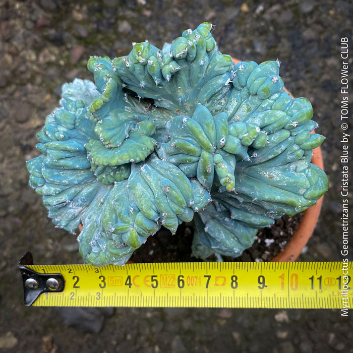 Myrtillocactus Geometrizans Cristata Blue, organically grown succulent plants for sale at TOMs FLOWer CLUB, Myrtillocactus Geometrizans Cristata Crested Blue Myrtle Cactus Rare cactus varieties Succulent plants Ornamental cactus Cactus for indoor gardening Unusual cactus shapes How to care for Myrtillocactus Geometrizans Cristata Growing cacti Desert plants.