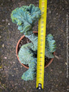 Myrtillocactus Geometrizans Cristata Blue, organically grown succulent plants for sale at TOMs FLOWer CLUB, Myrtillocactus Geometrizans Cristata Crested Blue Myrtle Cactus Rare cactus varieties Succulent plants Ornamental cactus Cactus for indoor gardening Unusual cactus shapes How to care for Myrtillocactus Geometrizans Cristata Growing cacti Desert plants.
