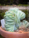 Myrtillocactus geometrizans blue cristata crested cactus rare collector plant in clay pot for sale at TOMs FLOWer CLUB
