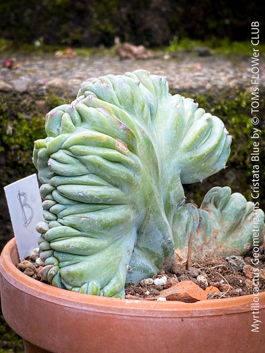 Myrtillocactus geometrizans blue cristata crested cactus rare collector plant in clay pot for sale at TOMs FLOWer CLUB