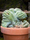 Blue crested cactus Myrtillocactus geometrizans cristata unique sculptural succulent for sale at TOMs FLOWer CLUB