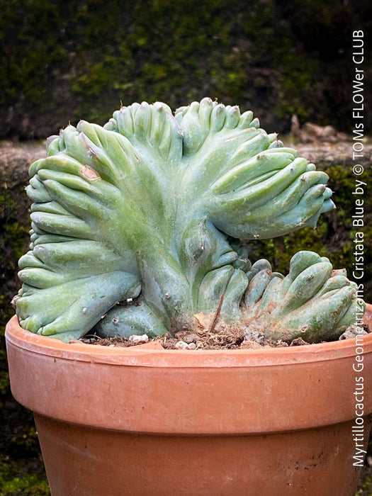 Blue crested cactus Myrtillocactus geometrizans cristata unique sculptural succulent for sale at TOMs FLOWer CLUB