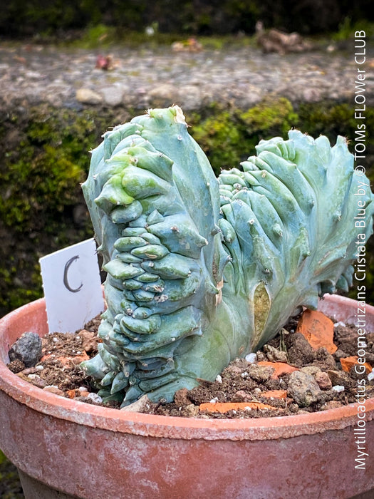 Rare brain shaped cactus Myrtillocactus geometrizans blue cristata in clay pot for sale at TOMs FLOWer CLUB