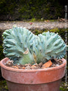 Myrtillocactus geometrizans cristata fan shaped blue cactus collector plant for sale at TOMs FLOWer CLUB