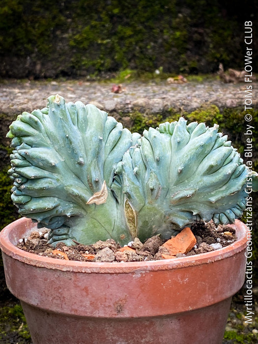 Myrtillocactus geometrizans cristata fan shaped blue cactus collector plant for sale at TOMs FLOWer CLUB