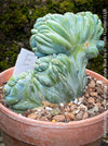 Crested succulent Myrtillocactus geometrizans blue cactus modern interior plant for sale at TOMs FLOWer CLUB