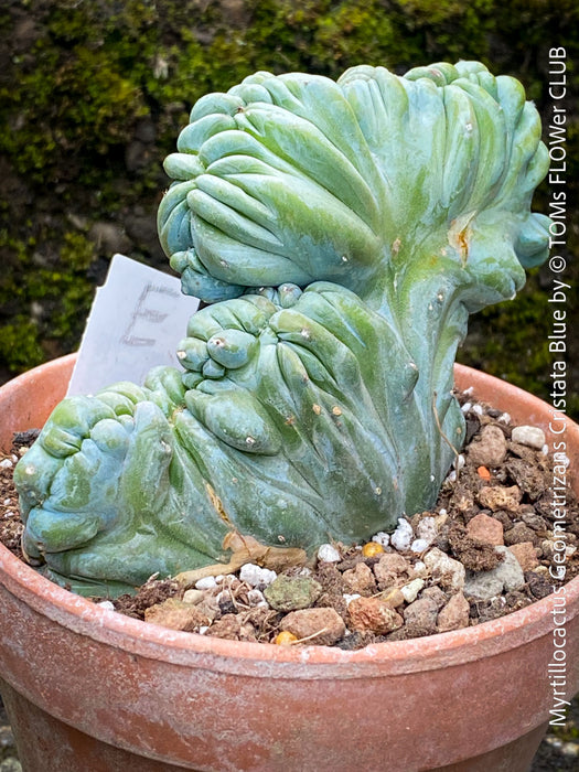 Crested succulent Myrtillocactus geometrizans blue cactus modern interior plant for sale at TOMs FLOWer CLUB