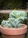 Rare blue cactus Myrtillocactus geometrizans cristata slow growing statement plant for sale at TOMs FLOWer CLUB