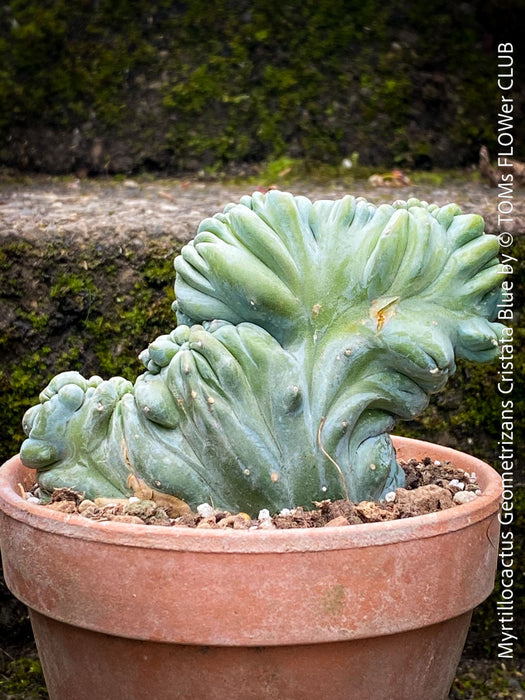 Rare blue cactus Myrtillocactus geometrizans cristata slow growing statement plant for sale at TOMs FLOWer CLUB