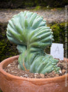 Myrtillocactus geometrizans blue cristata close up detail rare crested cactus for sale at TOMs FLOWer CLUB