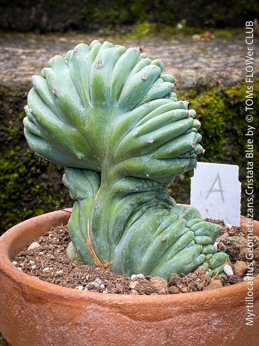 Myrtillocactus geometrizans blue cristata close up detail rare crested cactus for sale at TOMs FLOWer CLUB