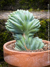 Unique crested cactus Myrtillocactus geometrizans blue form in organic substrate for sale at TOMs FLOWer CLUB