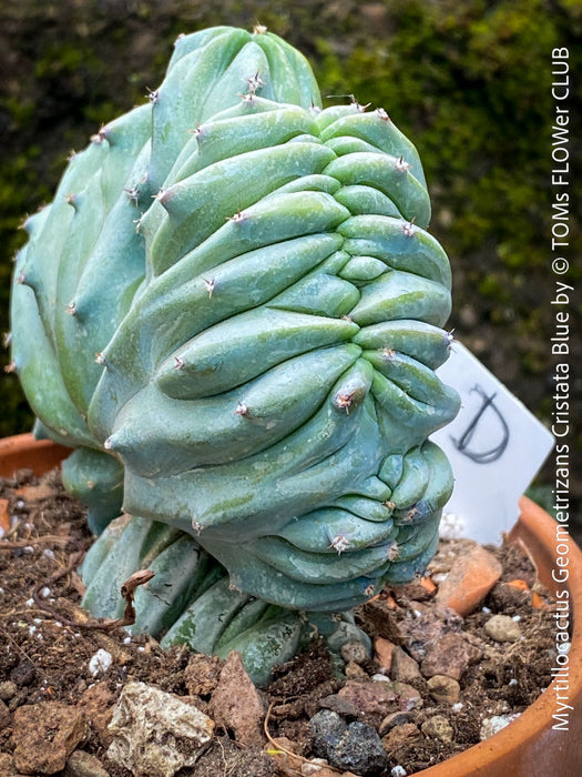 Architectural cactus Myrtillocactus geometrizans cristata blue rare succulent for sale at TOMs FLOWer CLUB