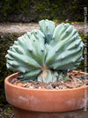 Collector cactus Myrtillocactus geometrizans blue cristata in clay pot sunny plant for sale at TOMs FLOWer CLUB