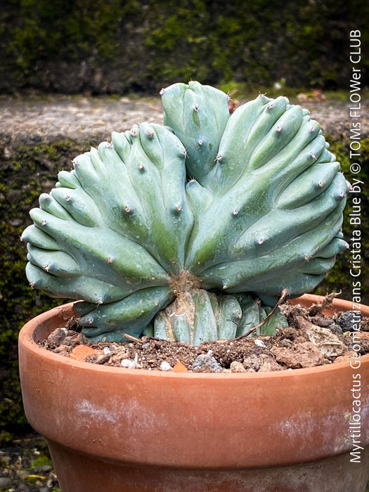 Collector cactus Myrtillocactus geometrizans blue cristata in clay pot sunny plant for sale at TOMs FLOWer CLUB