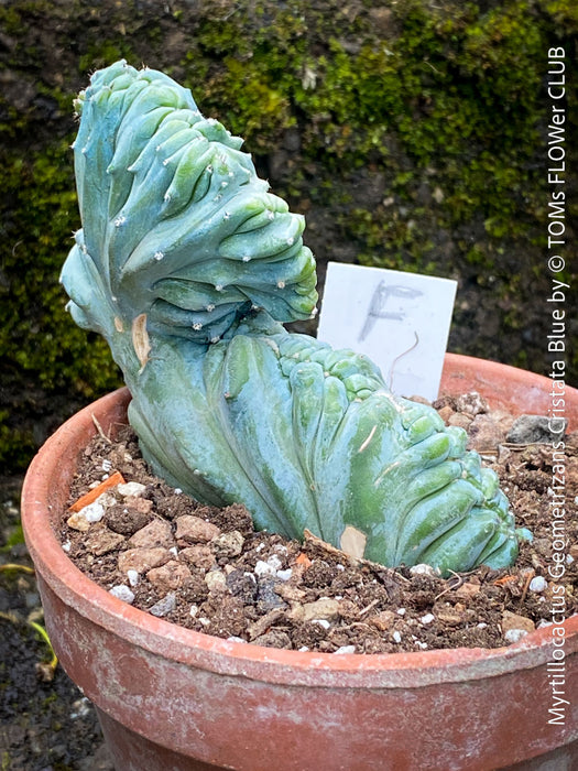 Exotic crested cactus Myrtillocactus geometrizans blue sculptural plant for sale at TOMs FLOWer CLUB