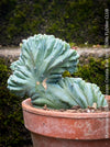 Rare succulent Myrtillocactus geometrizans cristata blue cactus unique growth for sale at TOMs FLOWer CLUB