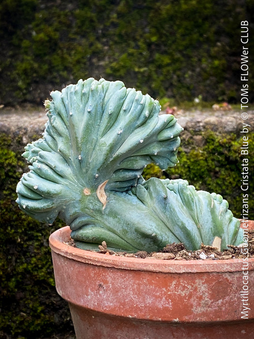 Rare succulent Myrtillocactus geometrizans cristata blue cactus unique growth for sale at TOMs FLOWer CLUB