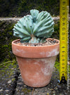 Rare succulent Myrtillocactus geometrizans cristata blue cactus unique growth for sale at TOMs FLOWer CLUB