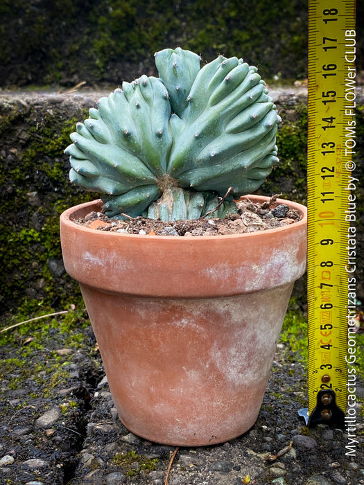 Rare succulent Myrtillocactus geometrizans cristata blue cactus unique growth for sale at TOMs FLOWer CLUB