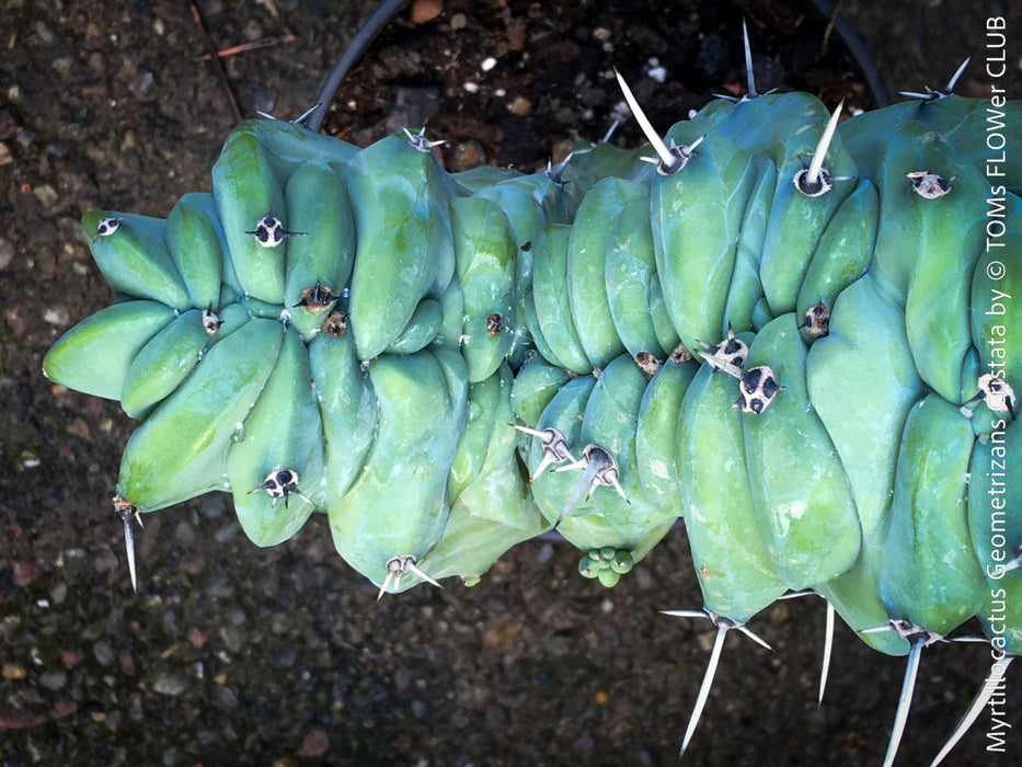 Myrtillocactus Geometrizans Cristata Blue, organically grown succulent plants for sale at TOMs FLOWer CLUB. 