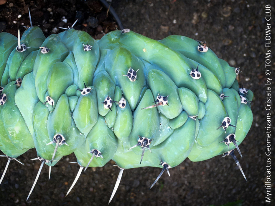 Myrtillocactus Geometrizans Cristata Blue, organically grown succulent plants for sale at TOMs FLOWer CLUB. 