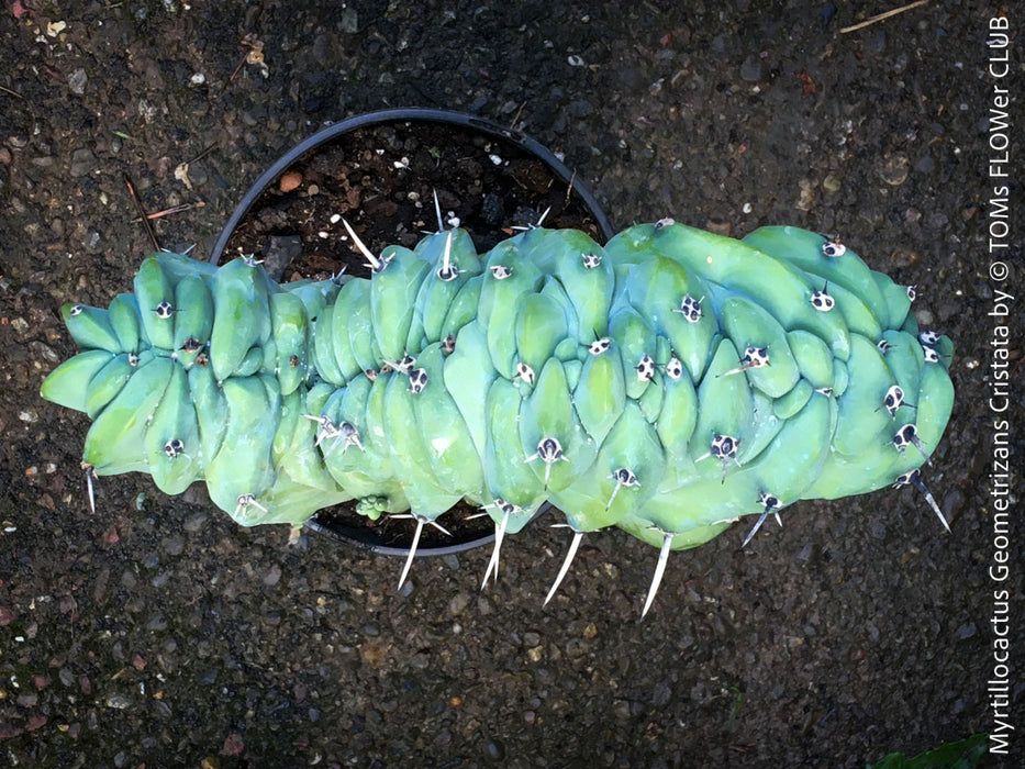 Myrtillocactus Geometrizans Cristata Blue, organically grown succulent plants for sale at TOMs FLOWer CLUB. 