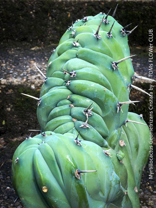 Myrtillocactus Geometrizans Cristata Blue, organically grown succulent plants for sale at TOMs FLOWer CLUB. 