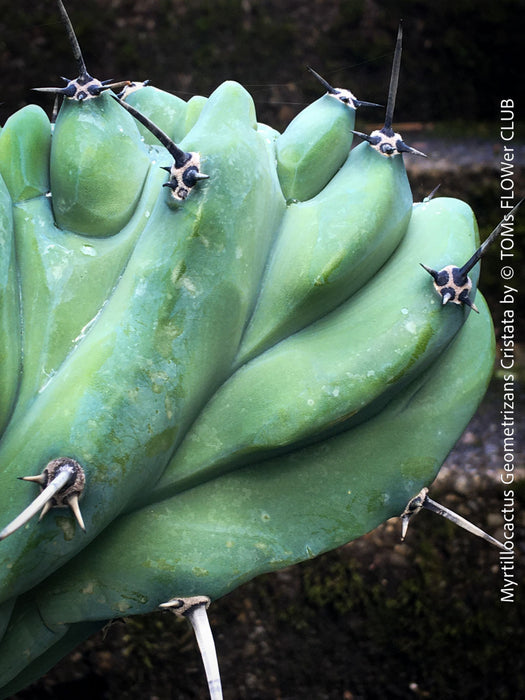 Myrtillocactus Geometrizans Cristata Blue, organically grown succulent plants for sale at TOMs FLOWer CLUB. 